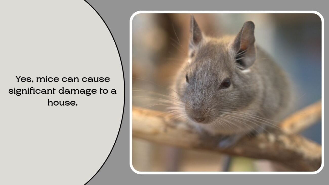 Can a mouse damage your house?