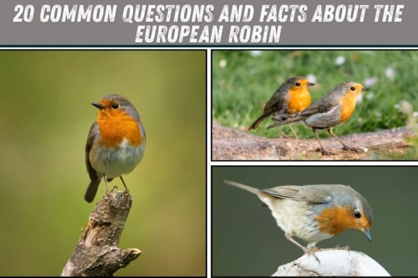 20 Common Questions and Facts About the European Robin