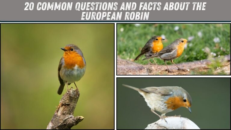 20 Common Questions and Facts About the European Robin