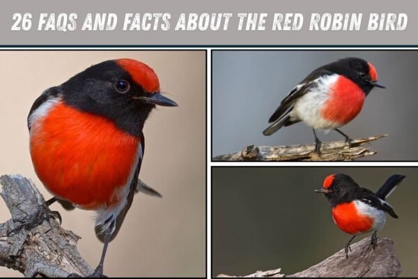 26 FAQs And Facts About the Red Robin Bird