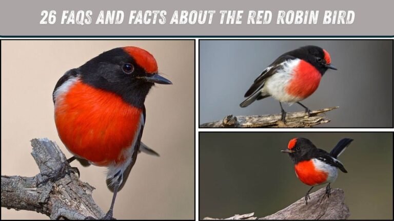 26 FAQs And Facts  About the Red Robin Bird