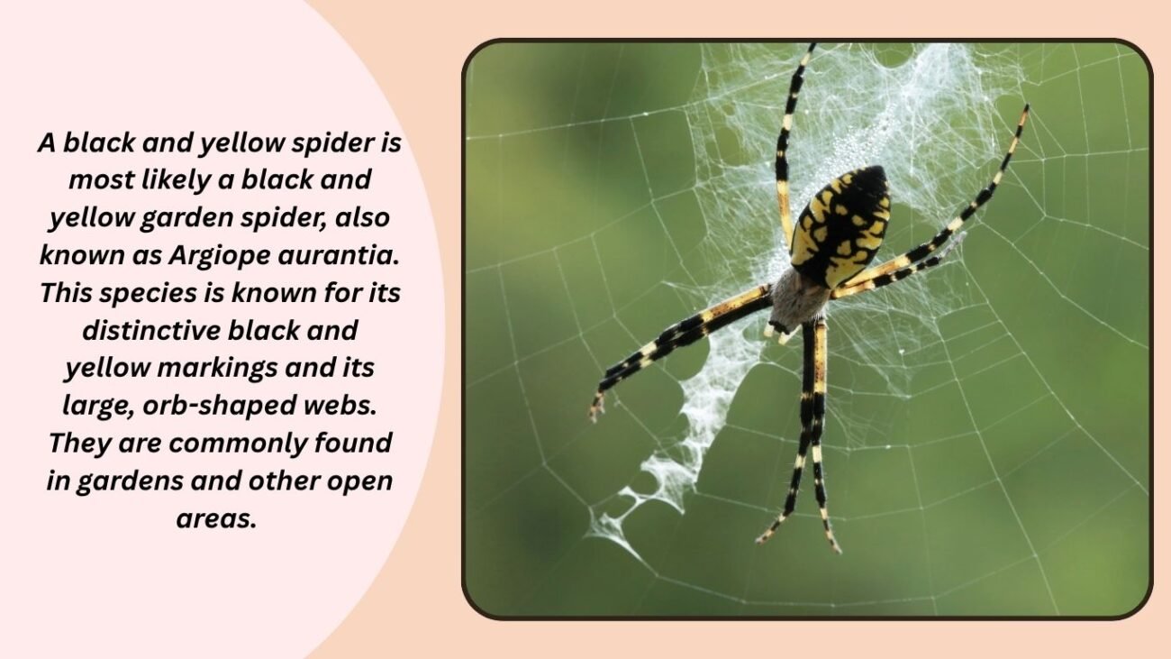 What is a black and yellow spider?