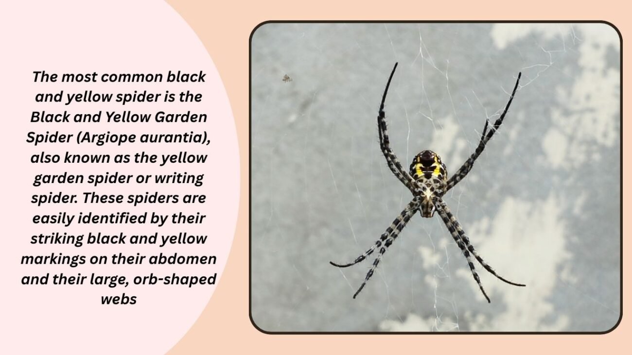 What type of spider is black and yellow?