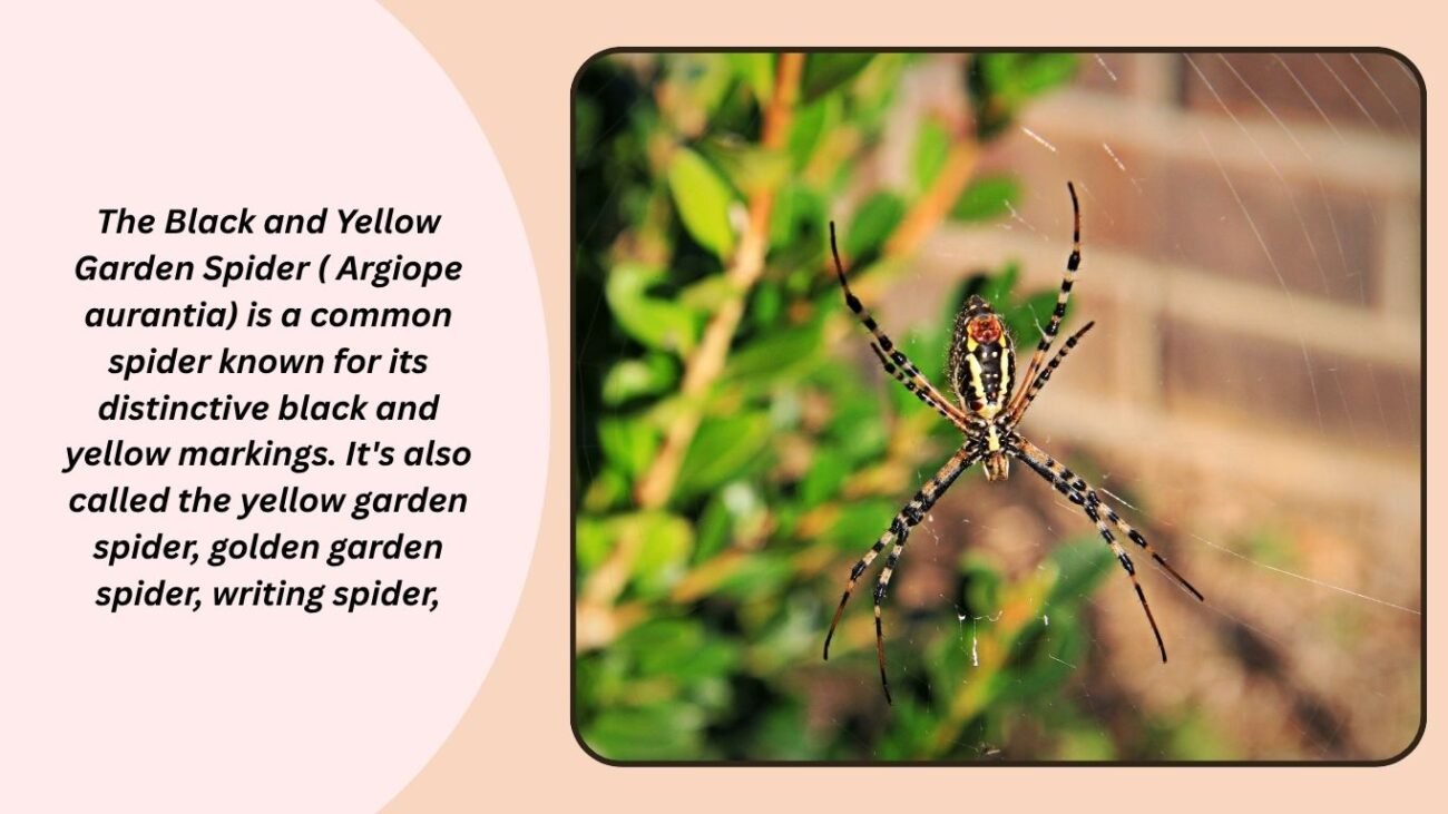 What is the name of a black and yellow spider?