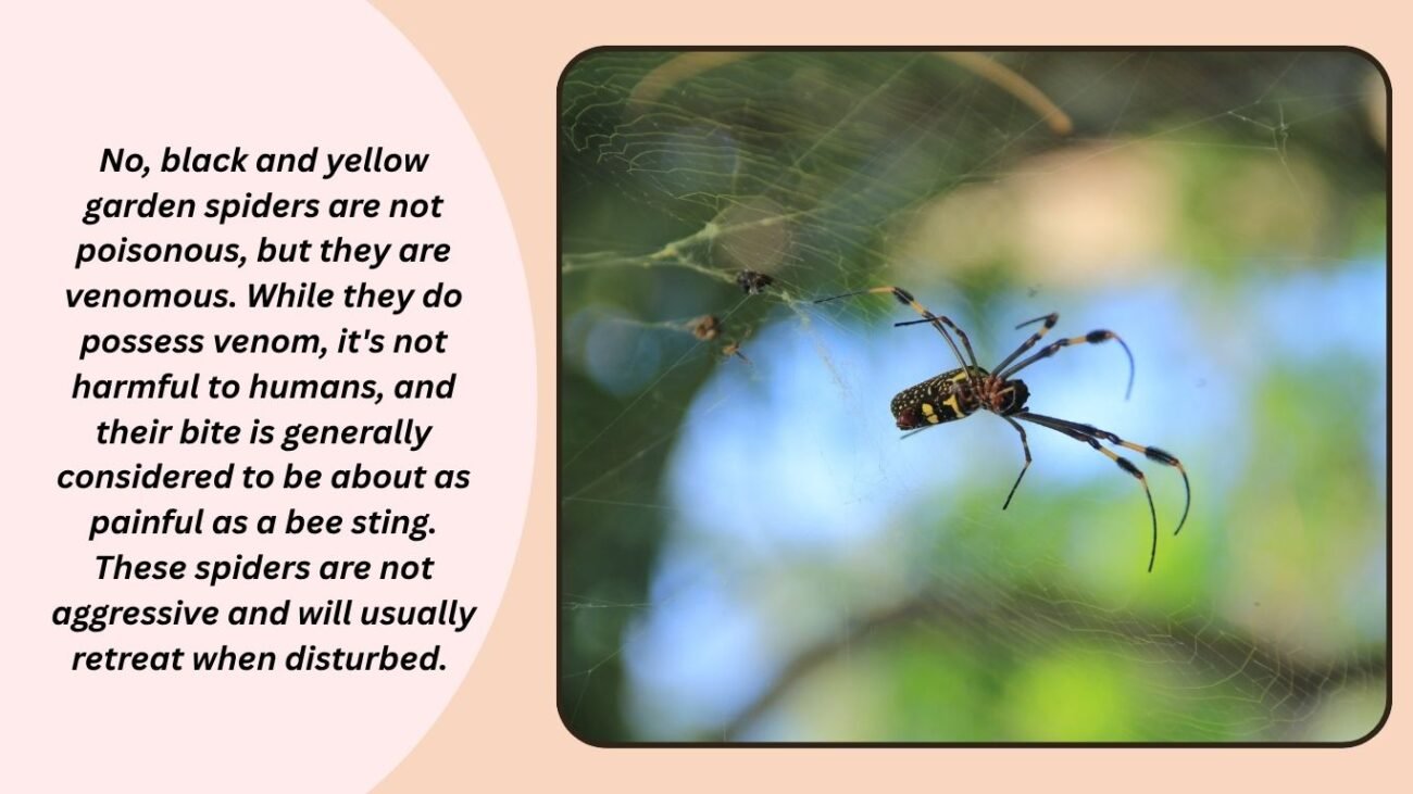 Is the black and yellow spider poisonous?