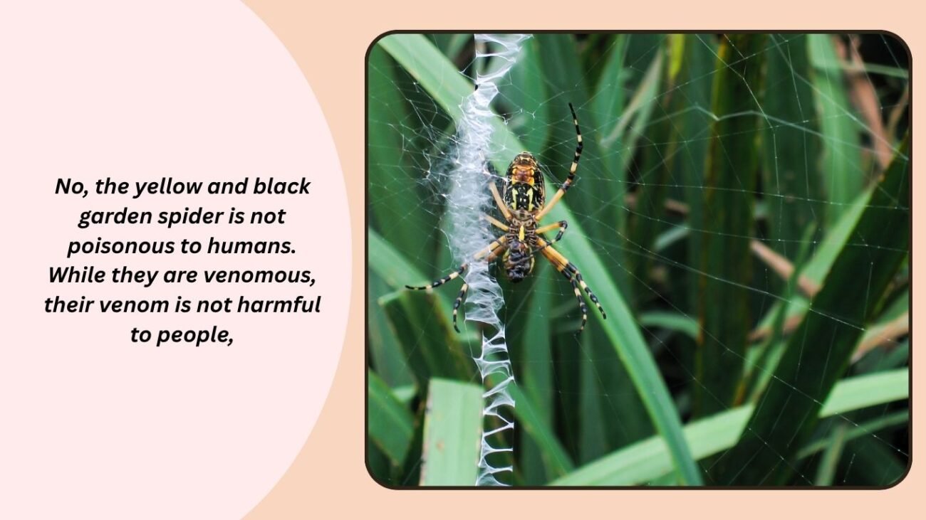 Is a yellow and black garden spider poisonous?