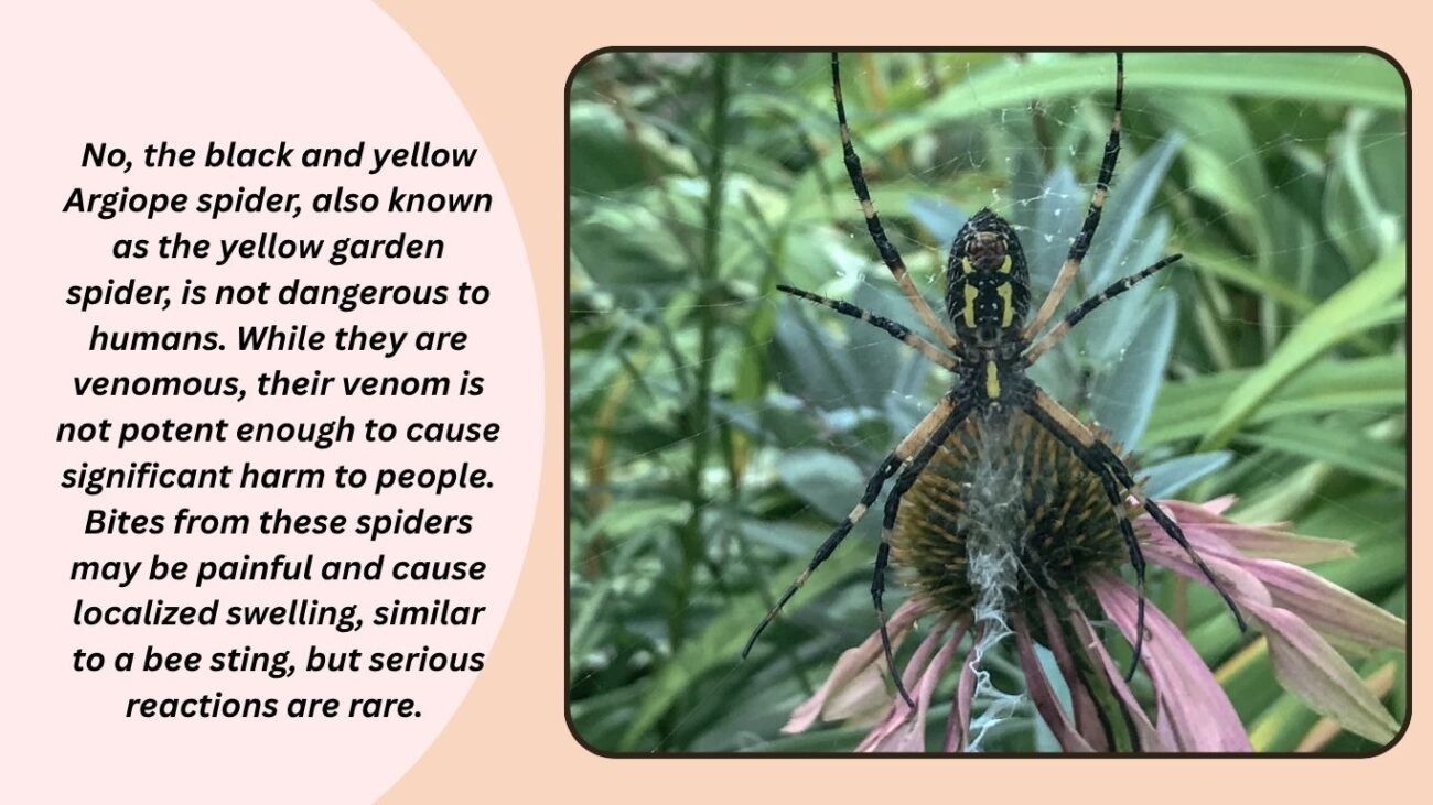Is the black and yellow Argiope spider dangerous?