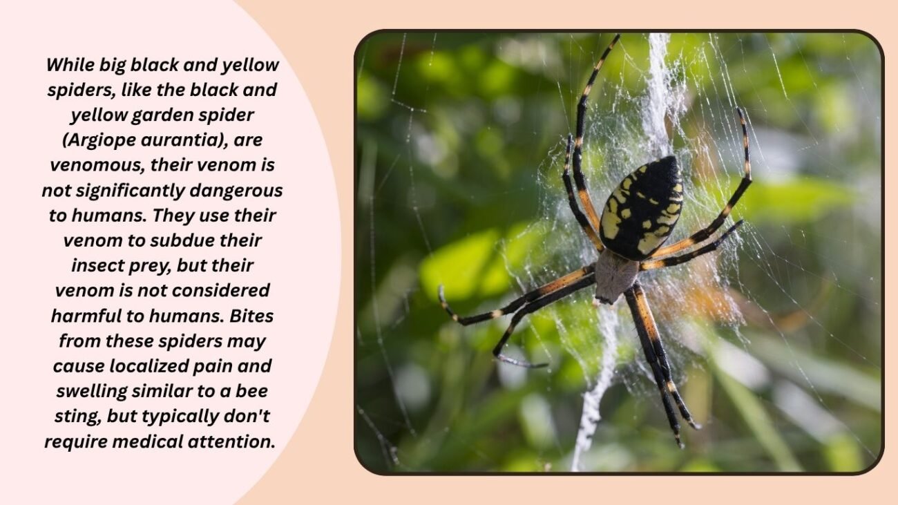 Are big black and yellow spiders poisonous?