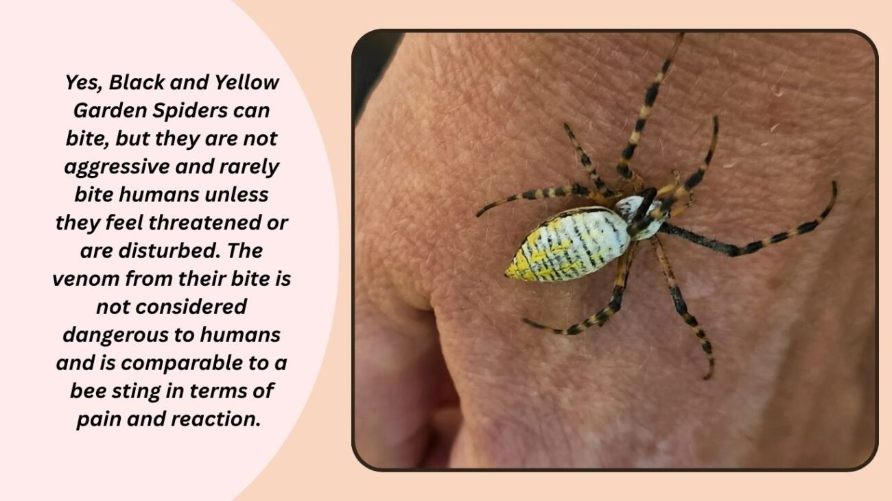Do Black and Yellow Garden Spiders bite?