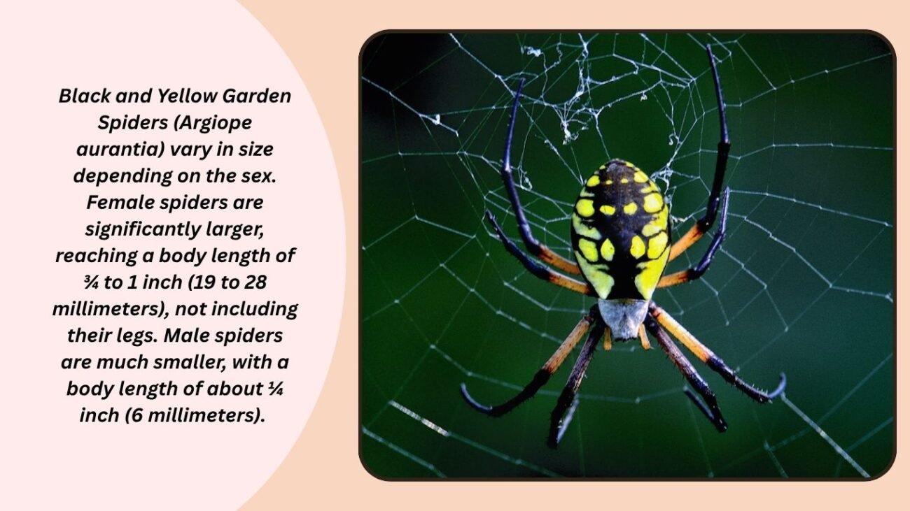 How big is a Black and Yellow Garden Spider?