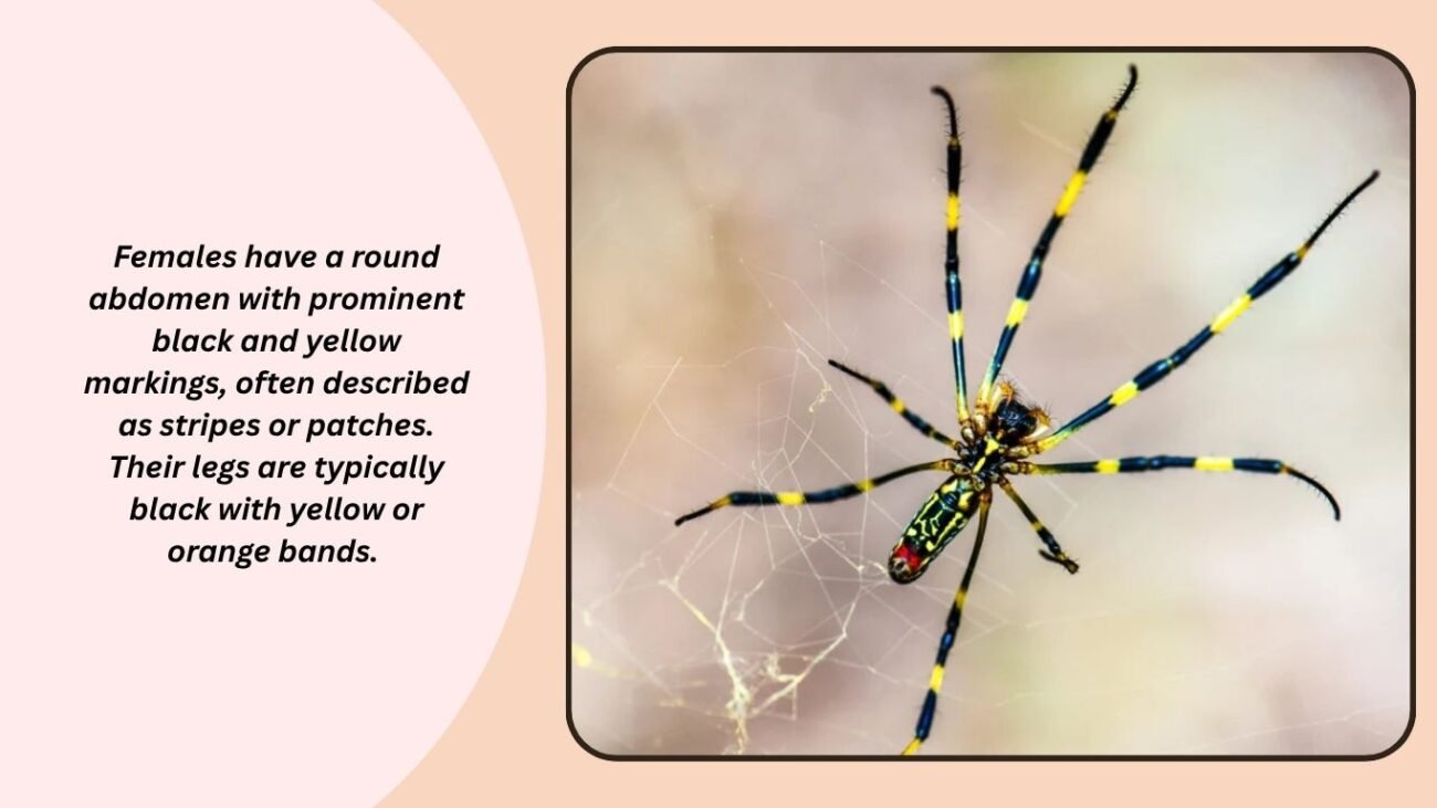 What does a Black and Yellow Spider look like?