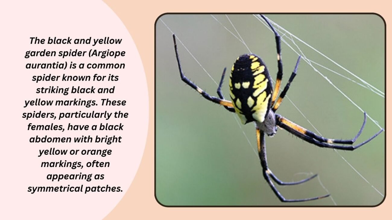 What spider is black with a yellow dot?