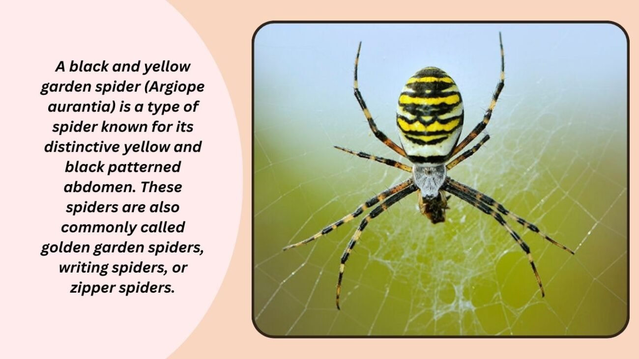 What kind of spider has a yellow and black body?