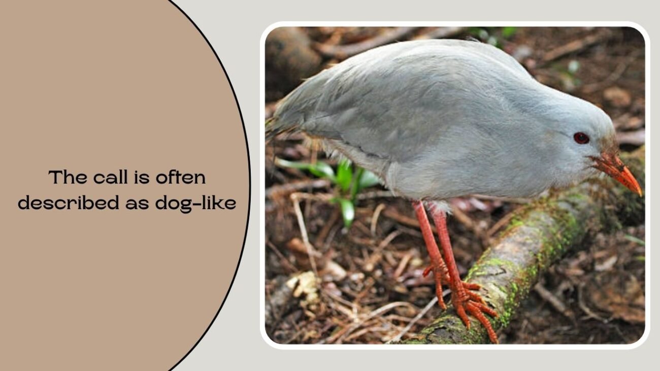 What does the Kagu’s call sound like?