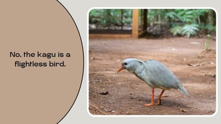 25 Facts and FAQs About the Kagu Bird: Everything you Need to Know