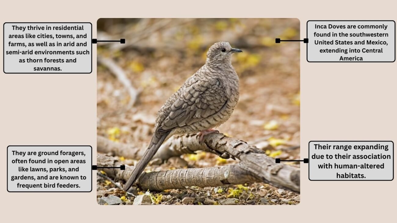 Inca Dove Range and Habitat