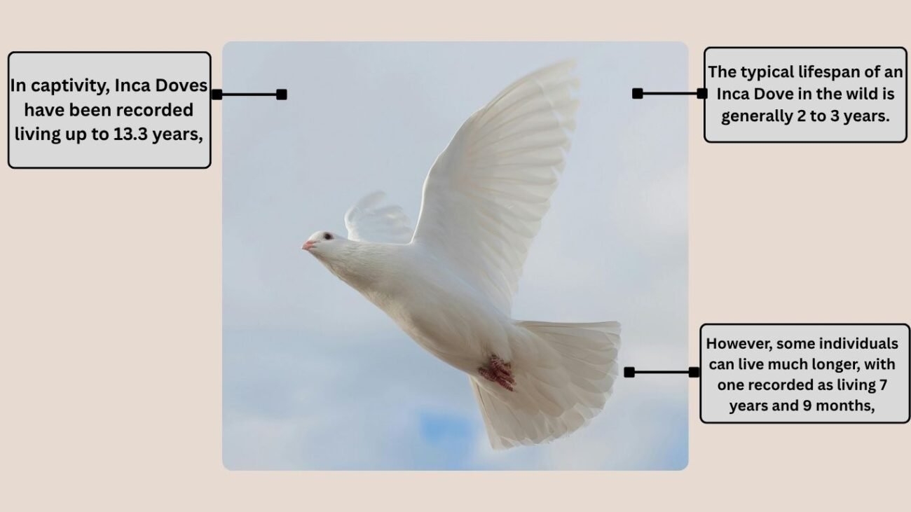 Lifespan of an Inca Dove