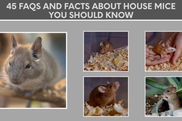 45 FAQs and Facts About House Mice You Should Know