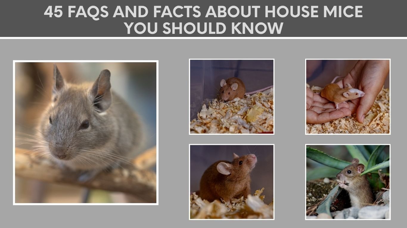 45 FAQs and Facts About House Mice You Should Know