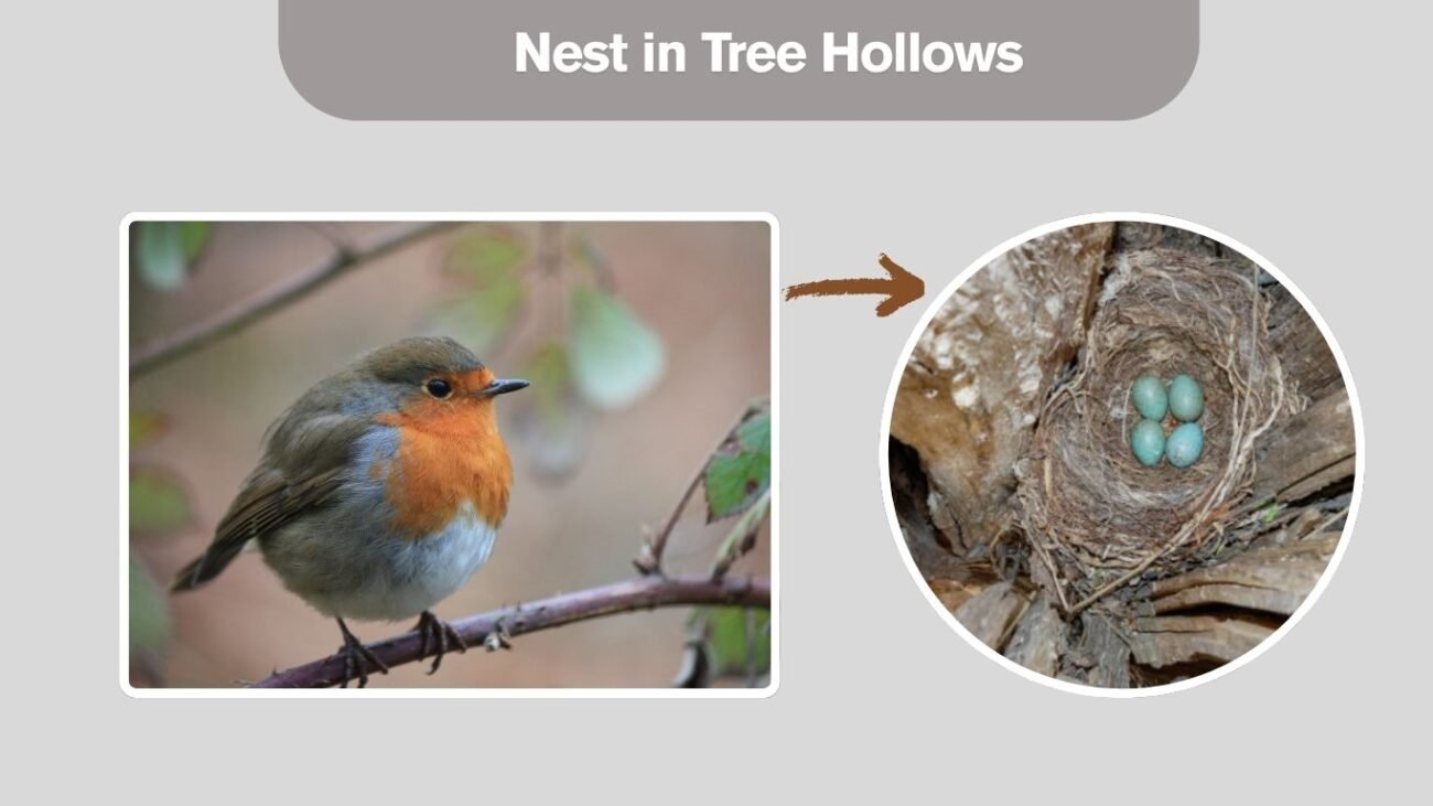 Nest in Tree Hollows