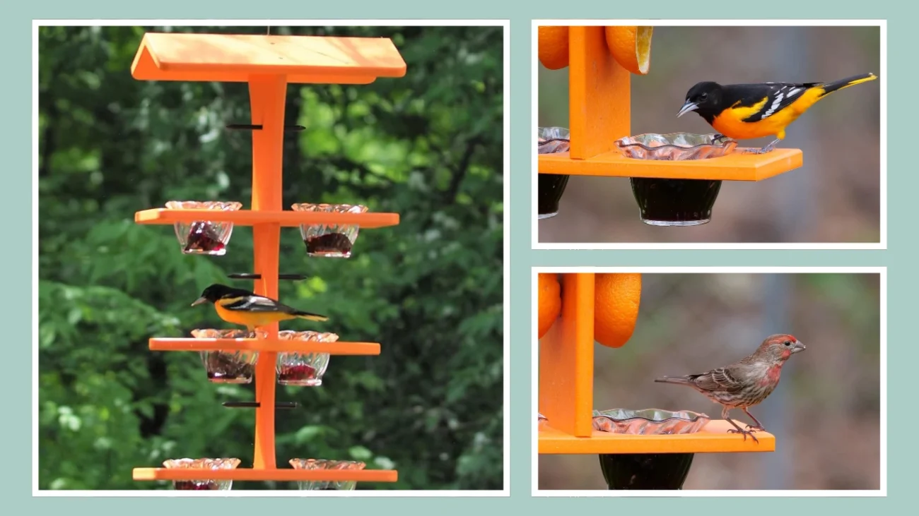 AmishToyBox Oriole Bird Feeder, (Orange)