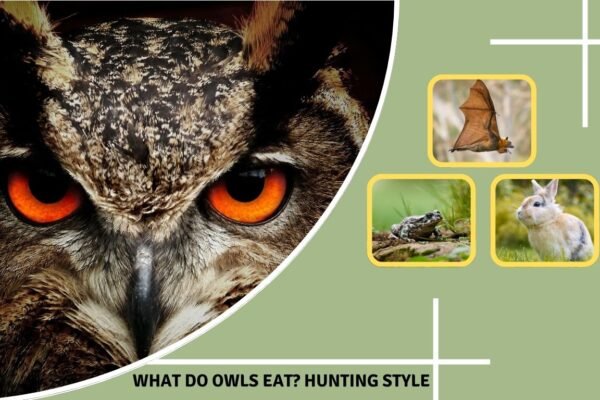 What Do Owls Eat? Hunting Style