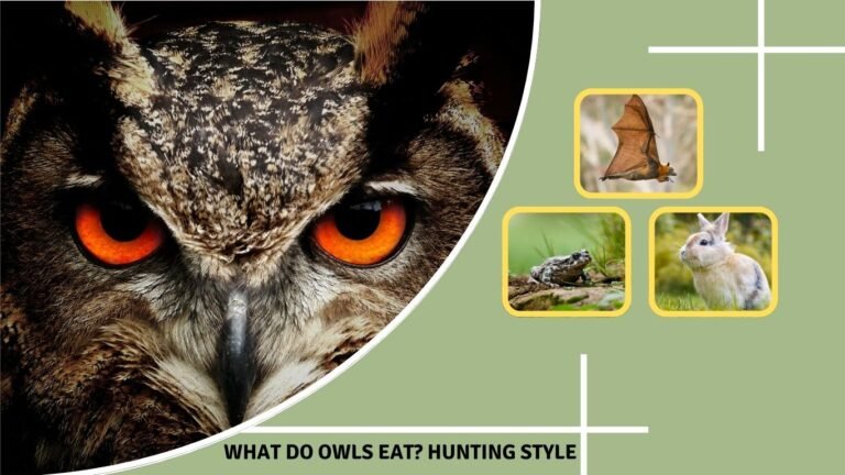 What Do Owls Eat? Hunting Style: Their 12 Favorite Foods