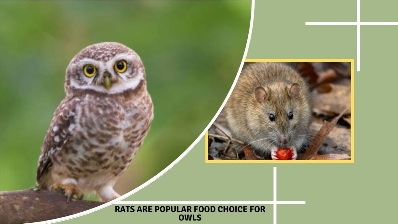Rats