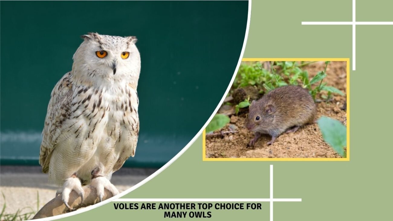 Voles