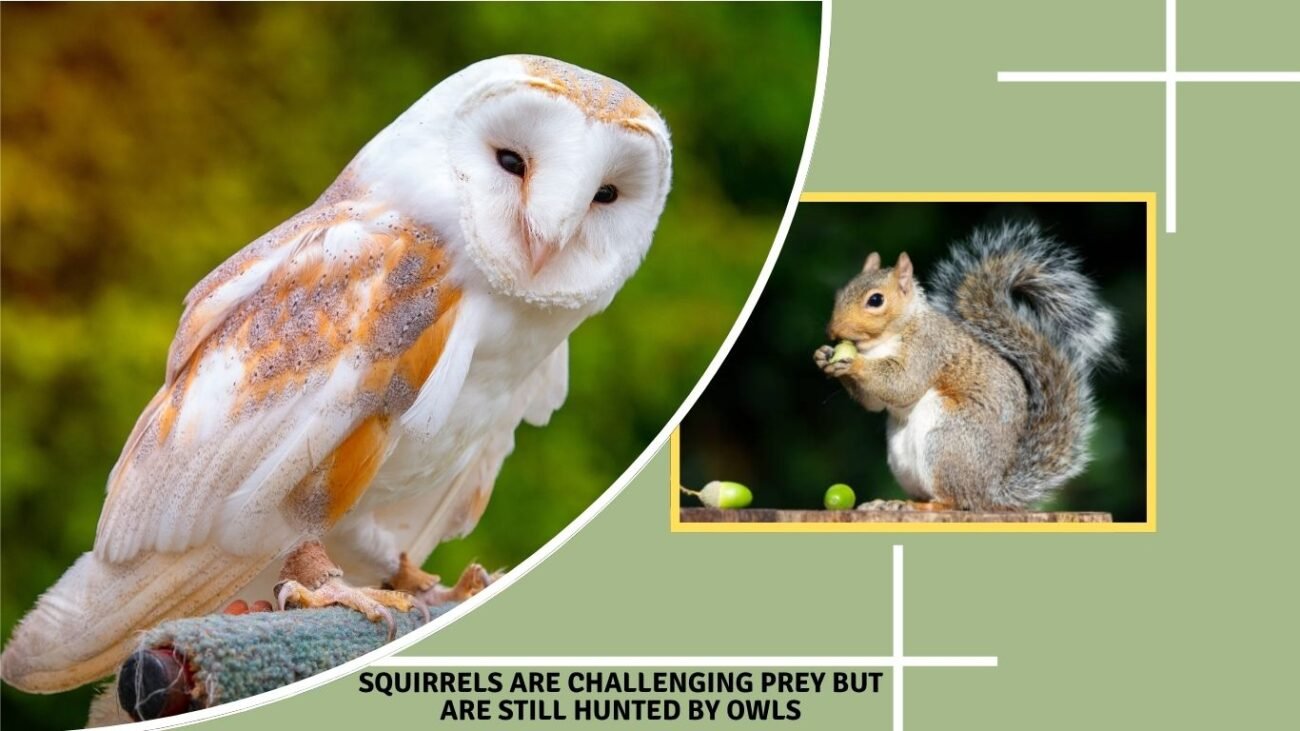 Squirrels