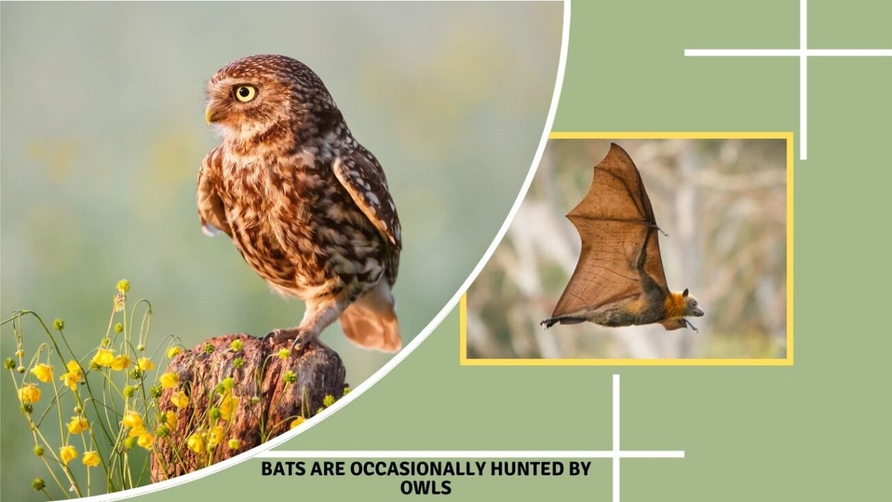 Bats