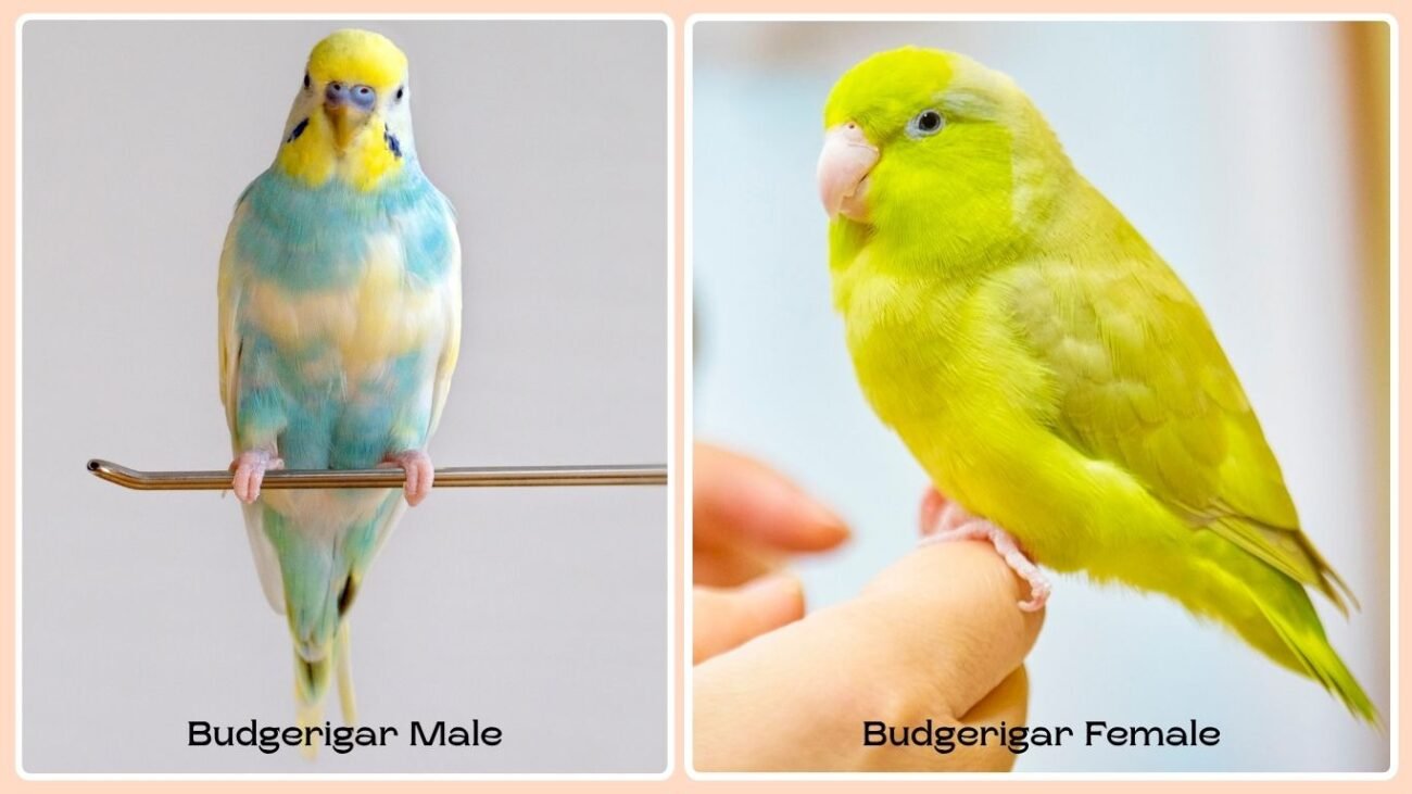 Behavior and Temperament Differences