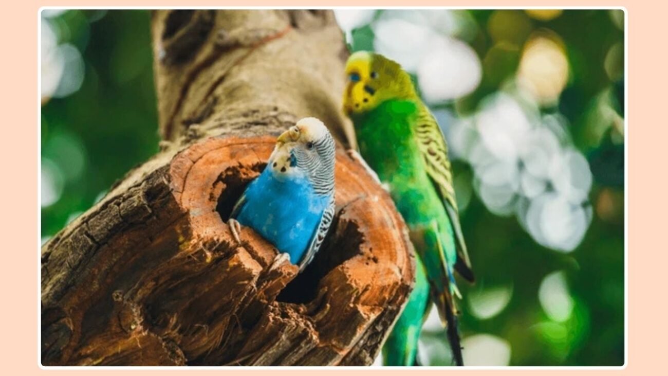 Nesting Behavior and Instincts