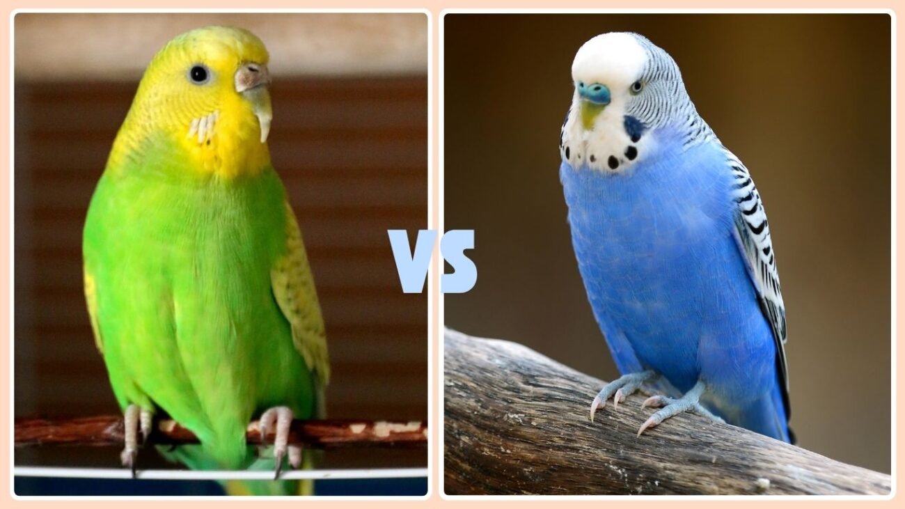 Cere Color: The Easiest Visual Clue