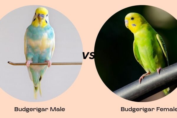 Budgerigar Male vs Female