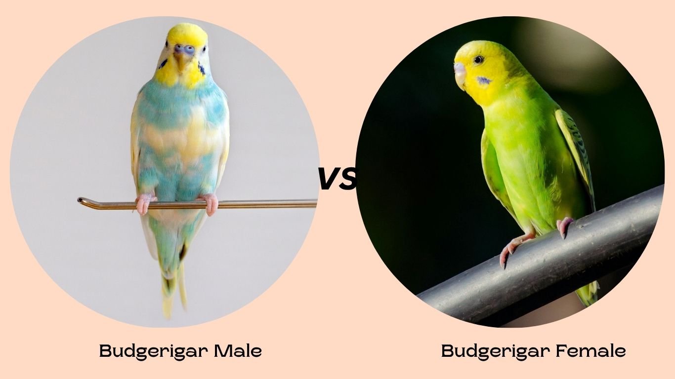 Budgerigar Male vs Female
