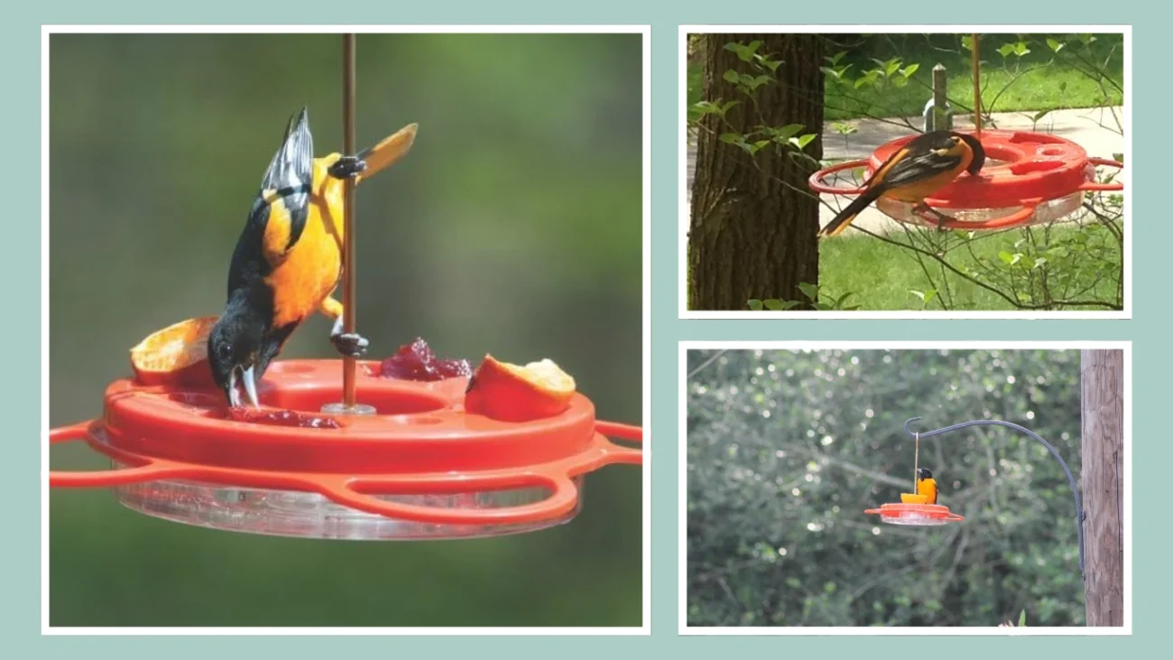 Birds Choice Oriolefest Oriole Bird Feeder 