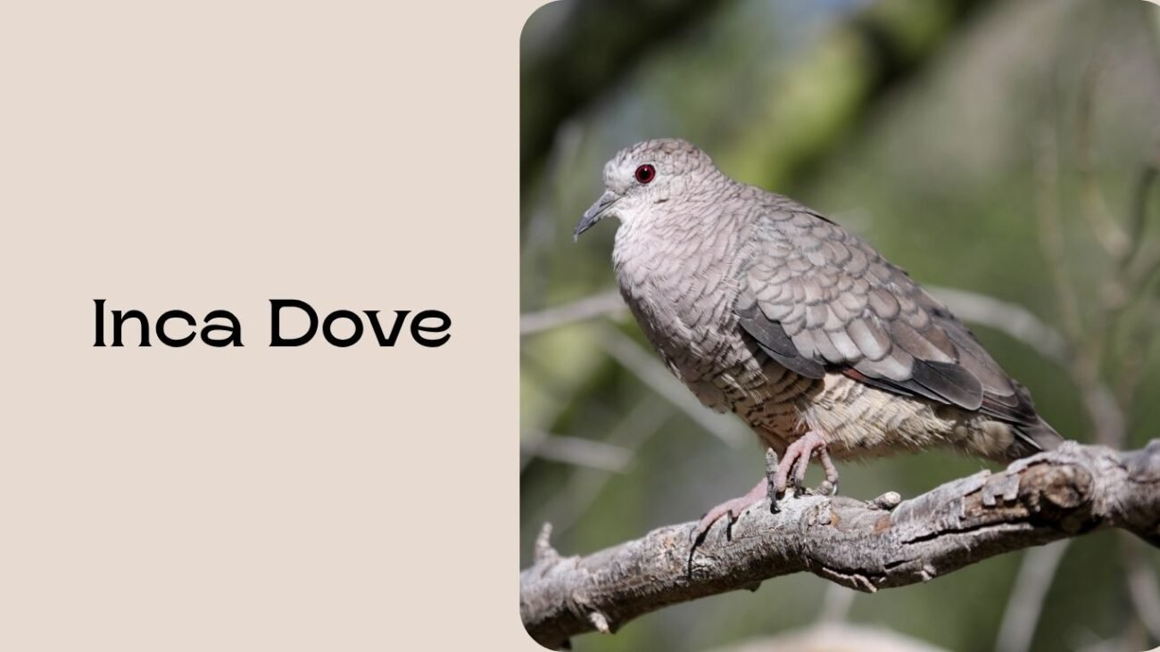 Inca Dove
