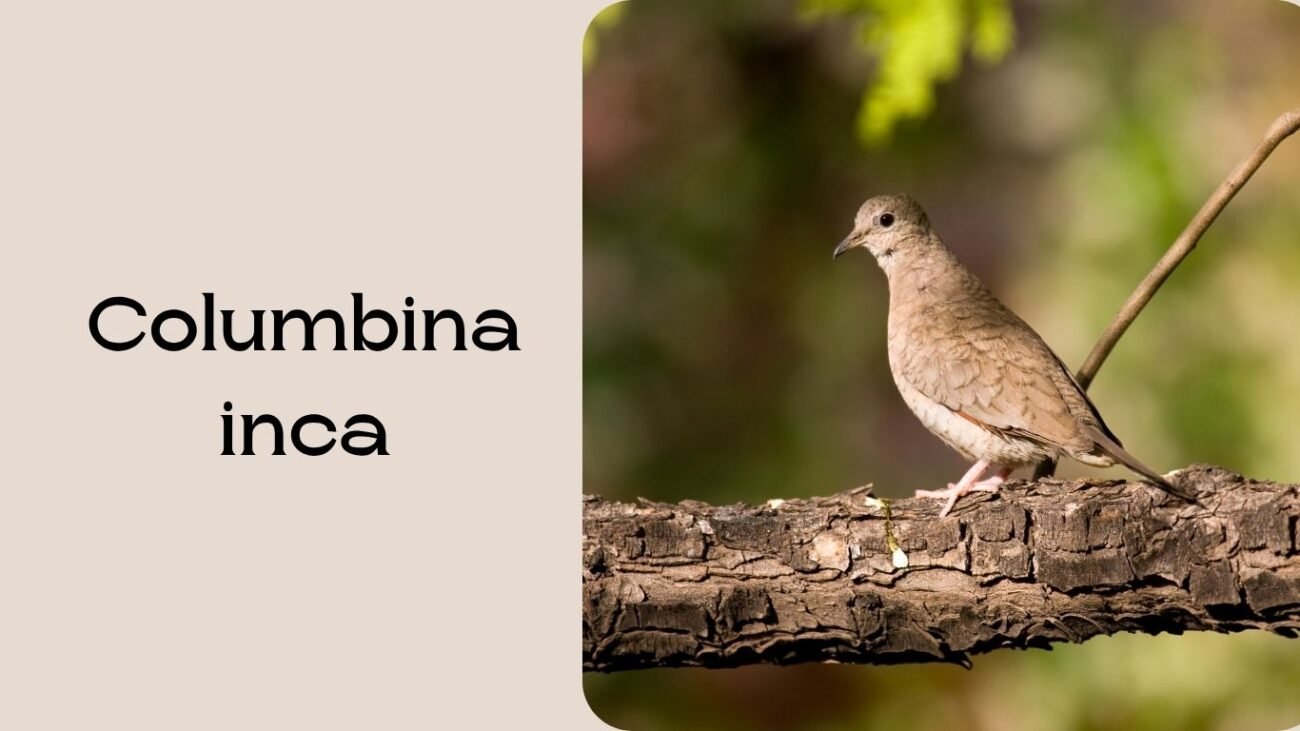 Columbina inca