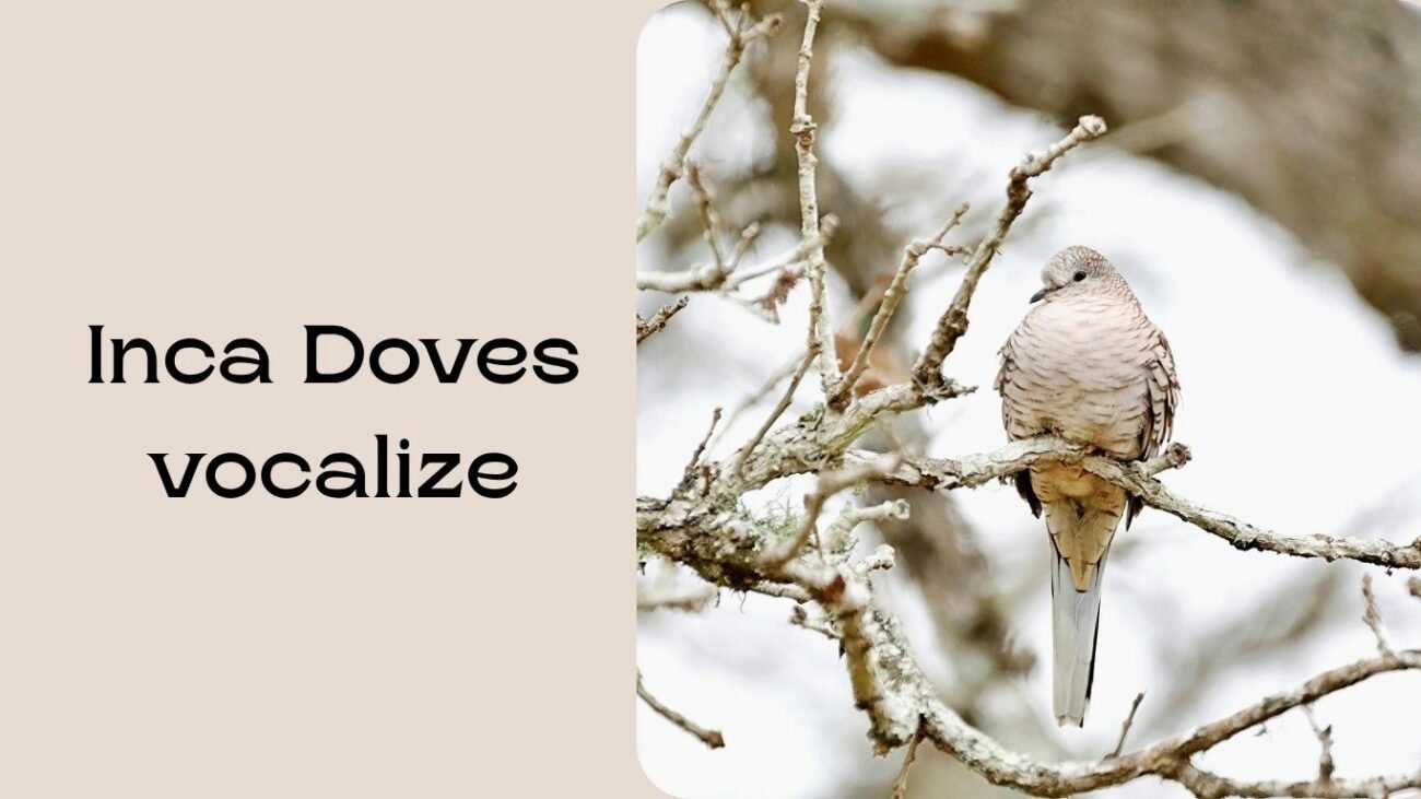 Inca Dove Call and Song