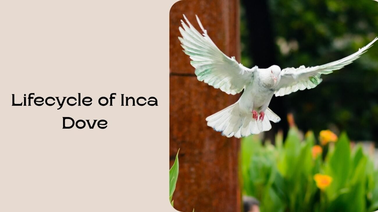 Inca Dove Lifecycle and Lifespan