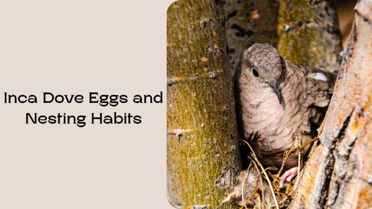 Inca Dove Eggs and Nesting Habits