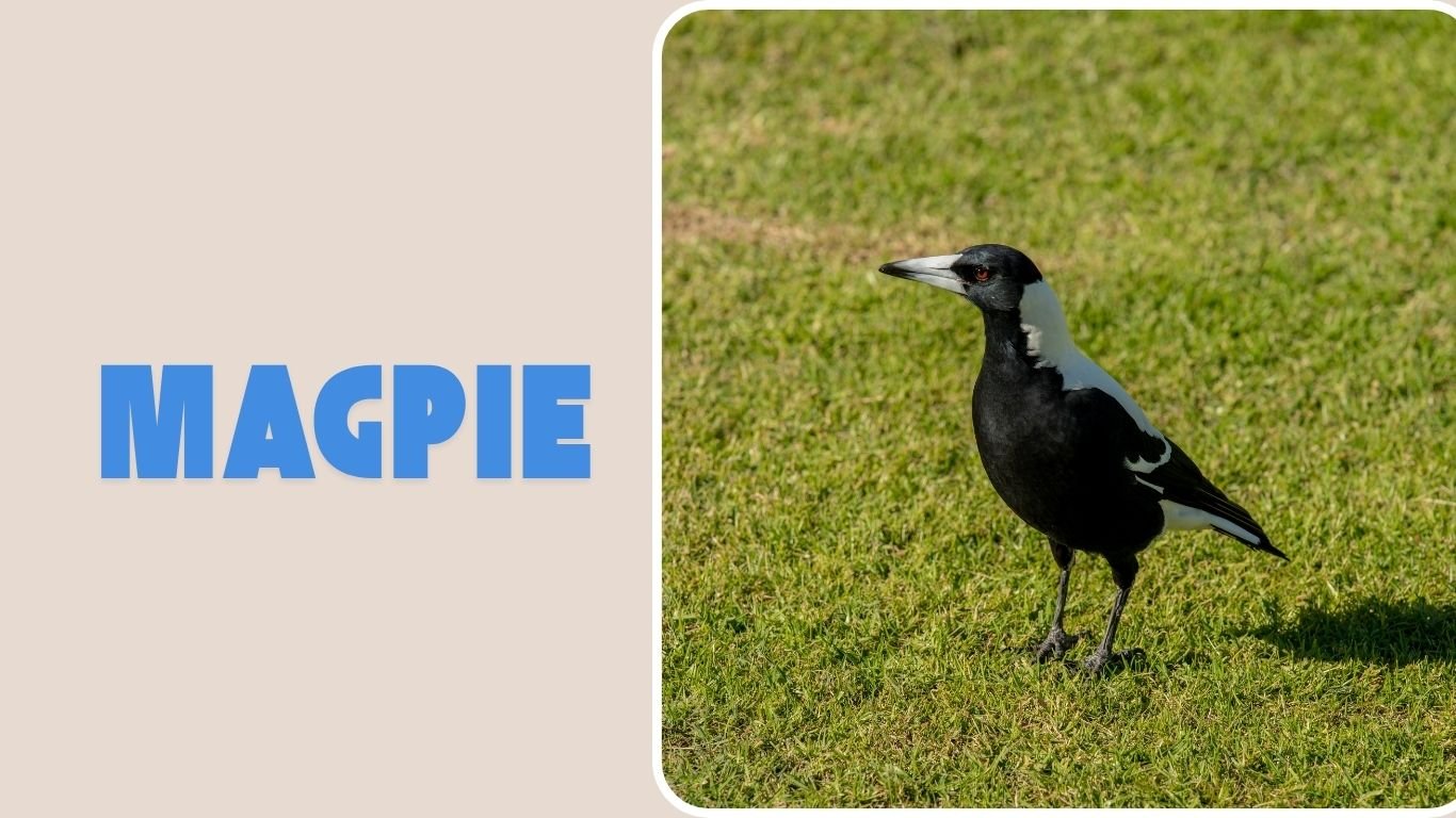 Where Do Magpies Live and Where Do They Come From?