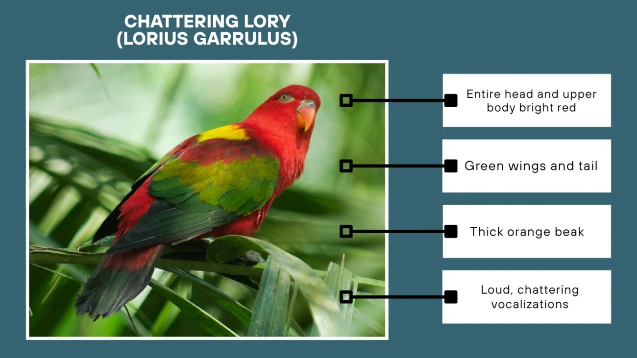 Chattering Lory (Lorius garrulus)