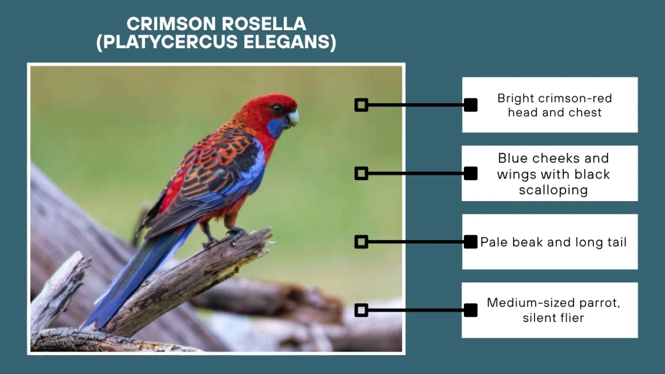 Crimson Rosella (Platycercus elegans)