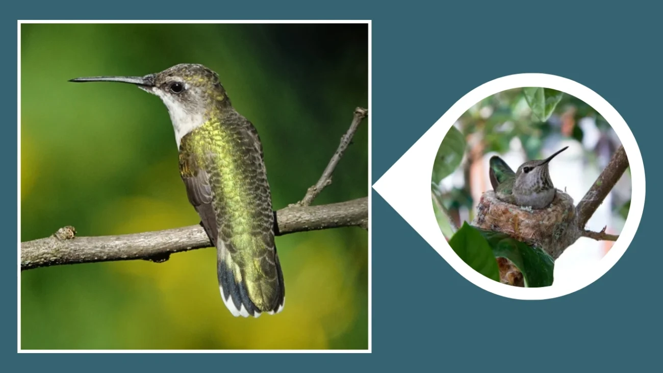 10 Types of Hummingbird Nests: Location, Nesting Process & Materials