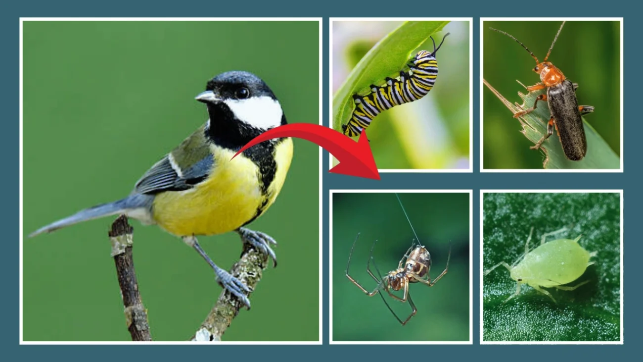 Great tits Diet and Feeding Habits