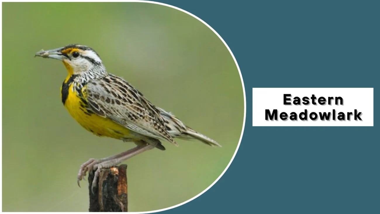 Eastern Meadowlark (Sturnella magna)