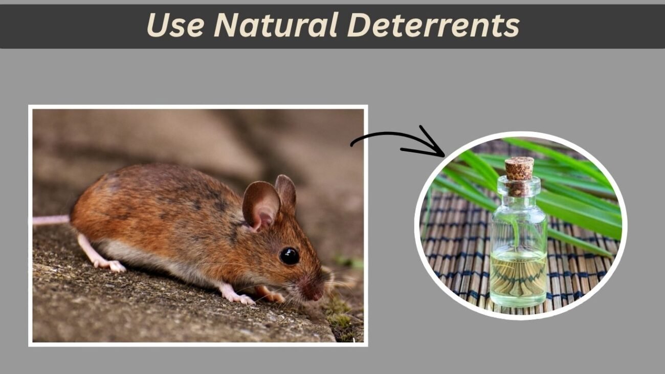Use Natural Deterrents