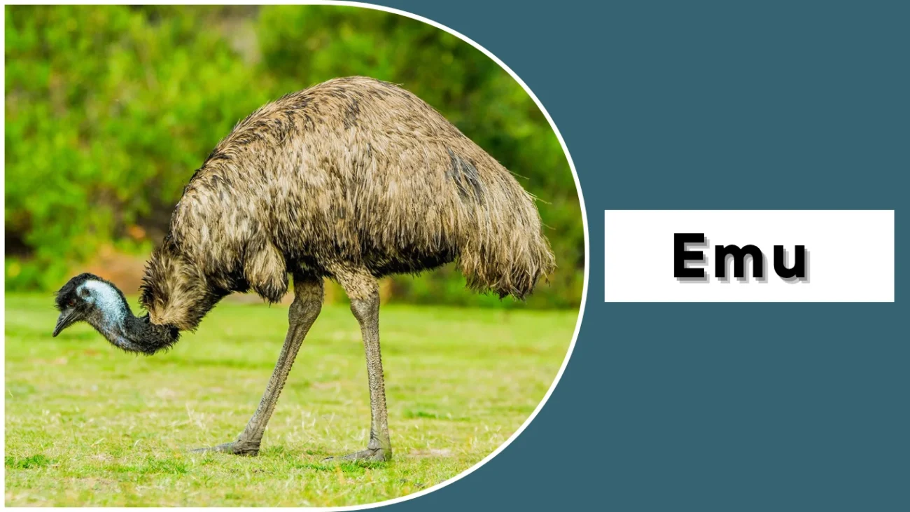 Emu (Dromaius novaehollandiae)